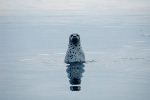 Seals gathering data for Greenland study item-thumbnail