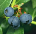 Blueberries 