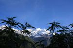 Finland set for medical cannabis legalisation item-thumbnail