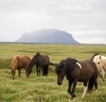 Icelandic horse gene a boost for breeders item-thumbnail