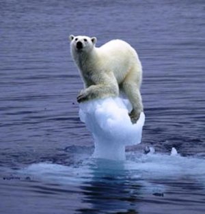 Melting-ice-polar-bear01