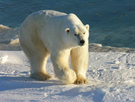 Polar Bears in Iceland, Wildlife in Iceland