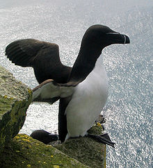 razorbill