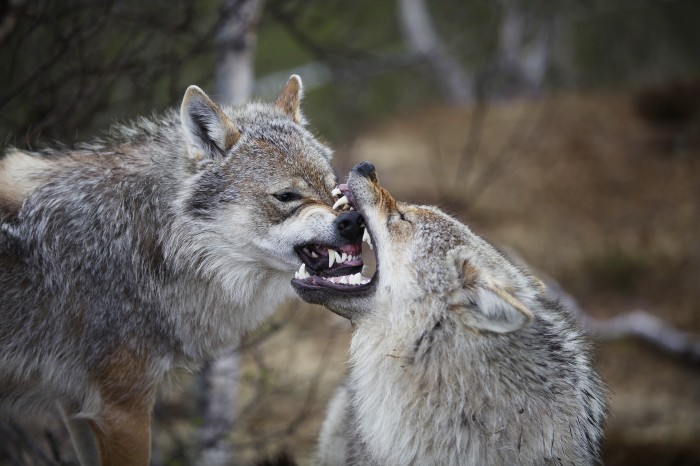 Norway, Sweden and Finland to reduce wolf population