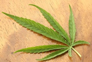 Swedish Customs workers grow marijuana plants on the job item-thumbnail
