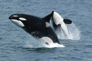 Four stranded killer whales die in North Iceland item-thumbnail