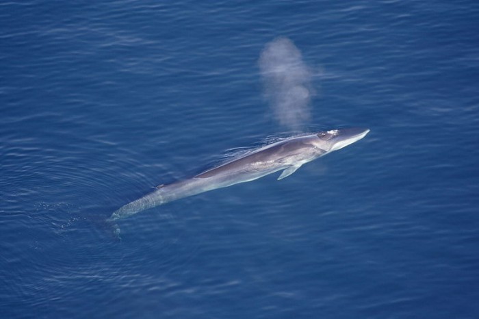 Icelandic government official hits back at US over whaling controversy
