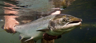 Questions over Greenland salmon harvest item-thumbnail