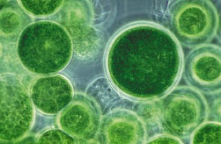 Iceland dubbed as premier location for algae biomass production item-thumbnail