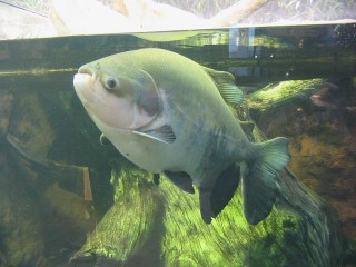 Testicle-eating fish found in Öresund channel item-thumbnail