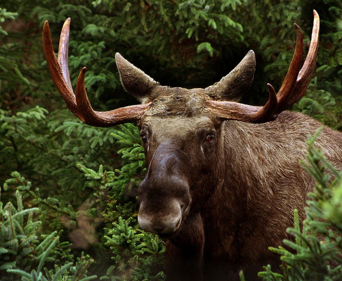 Helsinki locals shocked as elk rampages through city centre