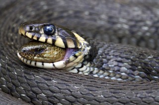 Nature Picture of the Year won by ‘Swallowed Alive’ item-thumbnail