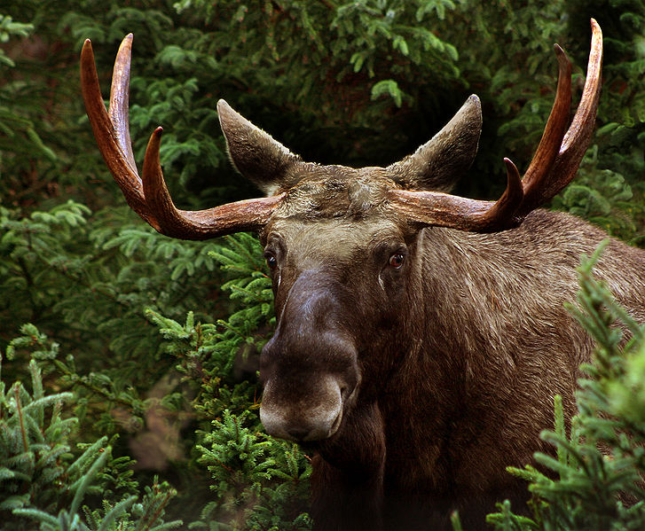 Reindeer in Norway to be fitted with reflectors item-thumbnail