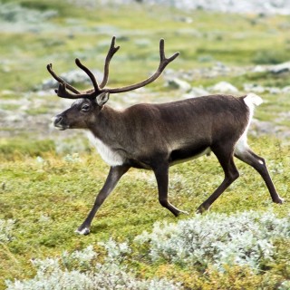 It’s official: Rudolph’s nose is indeed red item-thumbnail