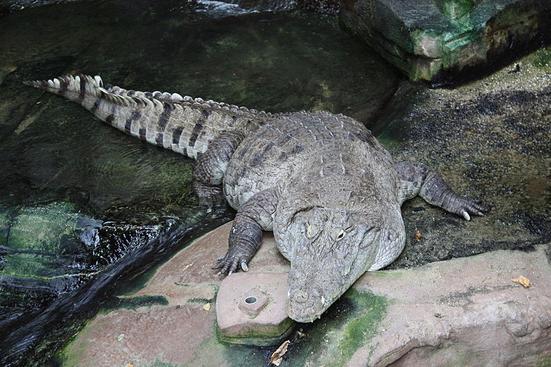 Rare crocs ‘found’ in Danish zoo | IceNews - Daily News