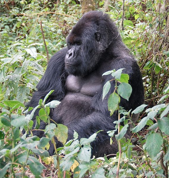 mountain gorillas