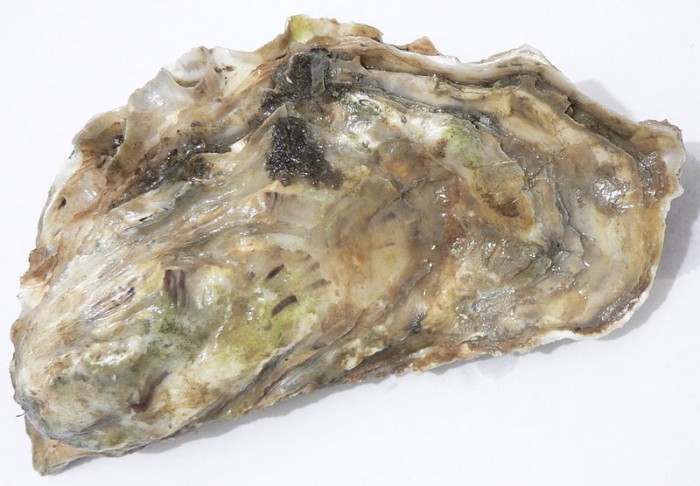 World’s largest oyster found in Denmark