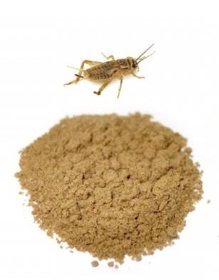 Cricket flour