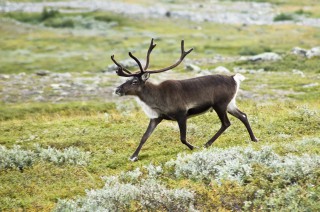 Norway: Radioactivity in reindeers reaches high
