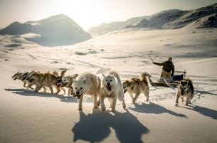Dogs Greenland