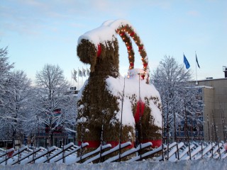 A happy festive season for Sweden’s Christmas goat