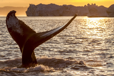 whale greenland