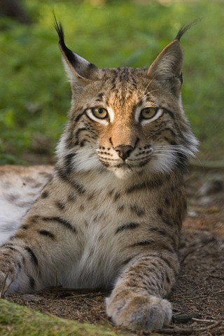 Lynx escapes Swedish zoo and attacks dog