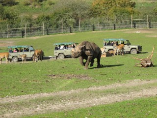 Black rhino born in Jutland safari park