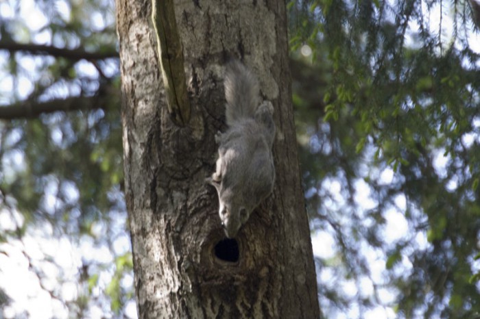 Pteromys volans - Flying squirrel