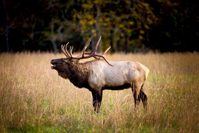 elk