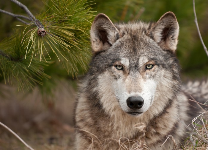 Five jailed for wolf hunting after landmark Norwegian ruling