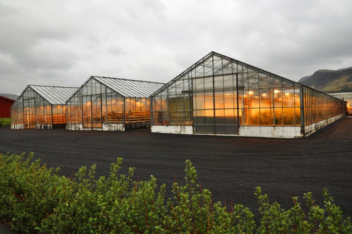 greenhouses in Iceland