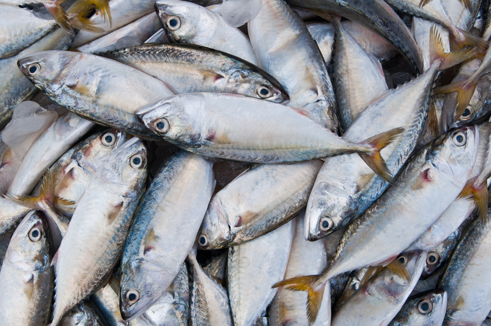 Fisheries agreement between Faroe Islands and Russia extended IceNews