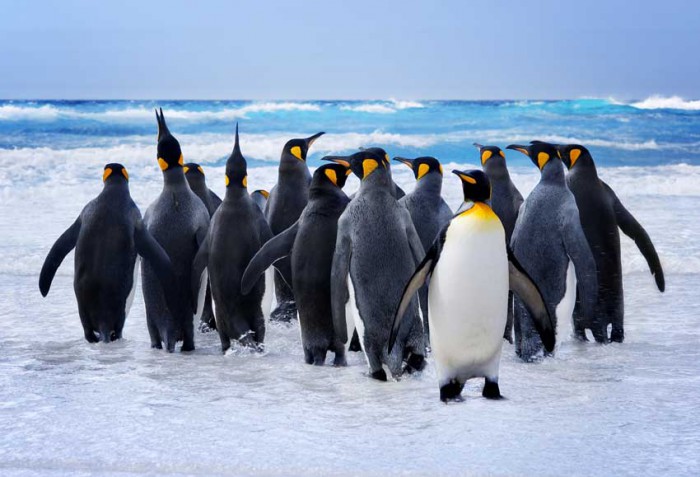 Penguins nabbed from Norwegian aquarium