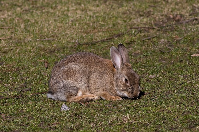 Danish radio station beats rabbit to death live on air
