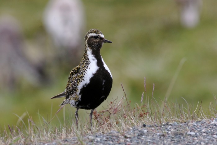 The Golden Plover has arrived, indicating spring in Iceland