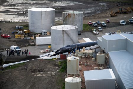 Fin Whale Hard to Port