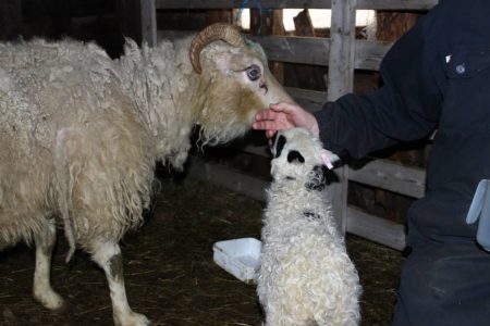 Heimalingur is an Icelandic term for a lamb that needs human intervention to survive. They are hand reared at the farm if all else fails. Farmers will try to get other ewes to nurse them and will try their best to assimilate the lamb to their flock, but sometimes that’s impossible, and those sheep become attached to humans and unafraid. 