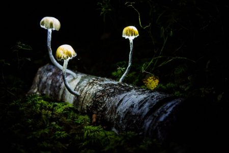 Artists Light Up the Dark in Norwegian Forest