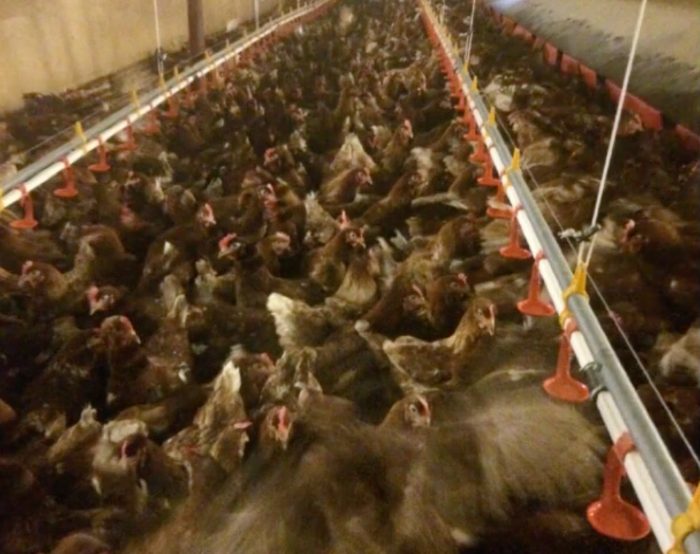 14000 birds euthanized from an “ecological” farm. Icelandic consumers scammed for years