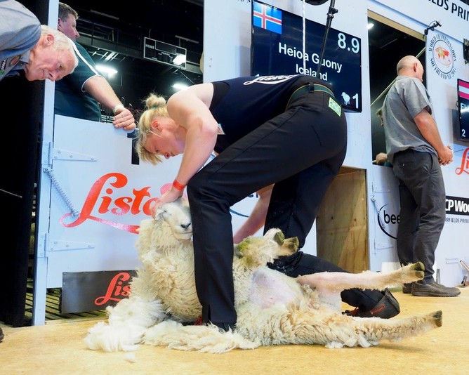 Iceland has one of very few women competing in the World Shearing and Woolhandling Championships in New Zeeland.