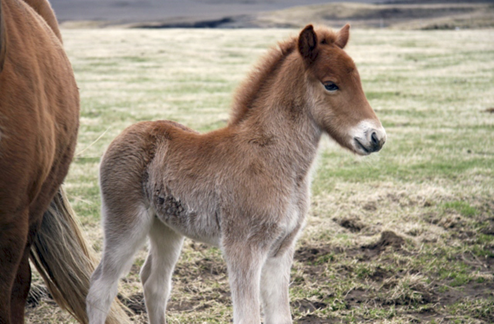 Icelandic horse IceNews Daily News