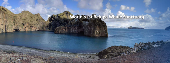 Sea Life Trust Planning a media trip to Iceland in relation to their Beluga Whale Sanctuary