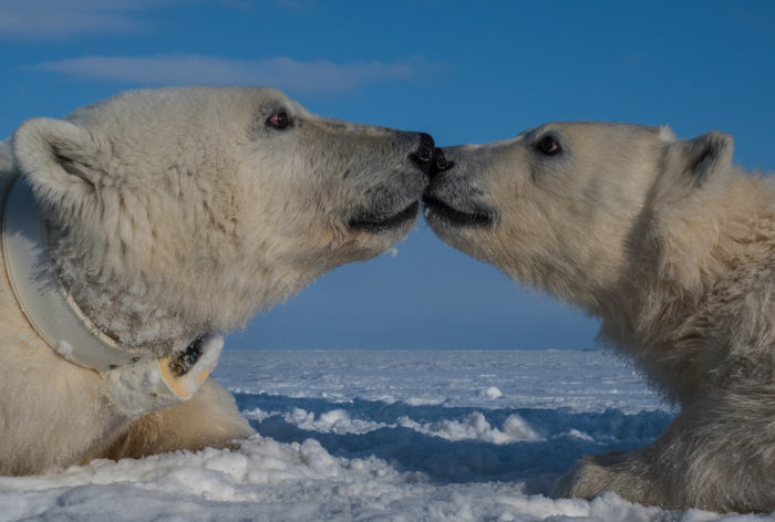 Polar bears can both swim further and dive deeper than previously thought