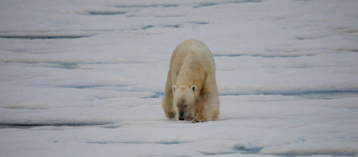 Man dies from polar bear attack in Svalbard