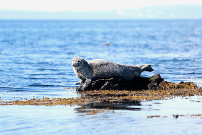 North Iceland sees a rise in seal numbers